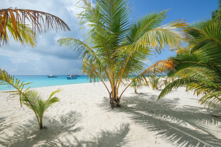 Shark & Stingray Beach In Maldives